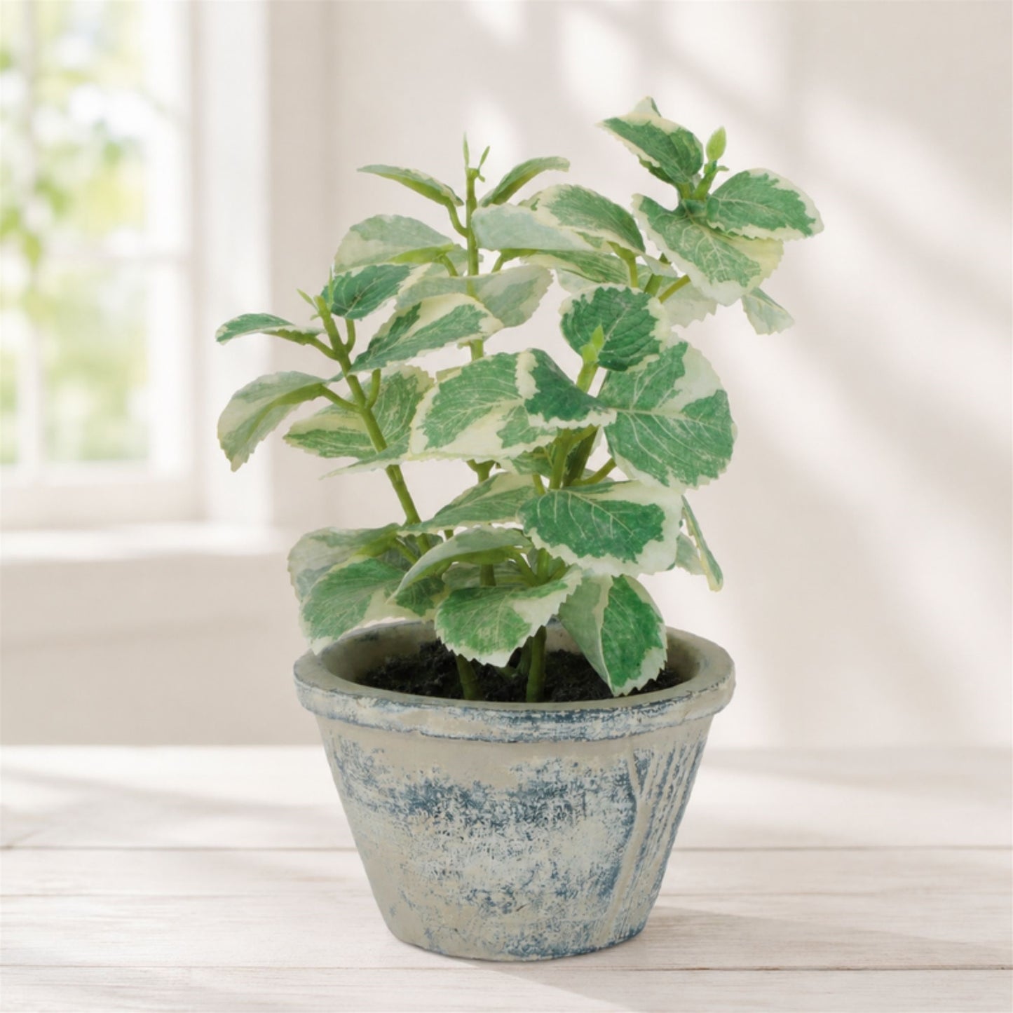 Potted Variegated Swedish Ivy 7"H alternate view 3