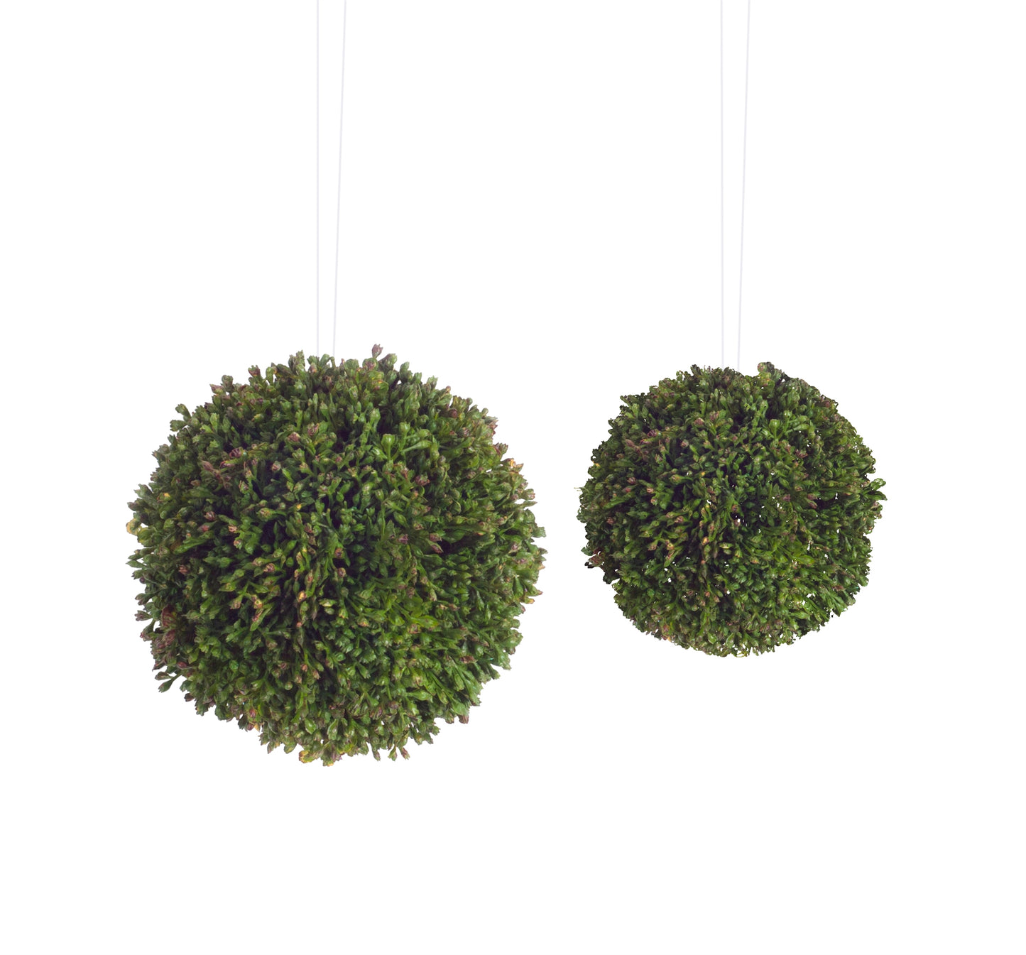 Boxwood Sedum Orb (Set of 8) alternate view 2