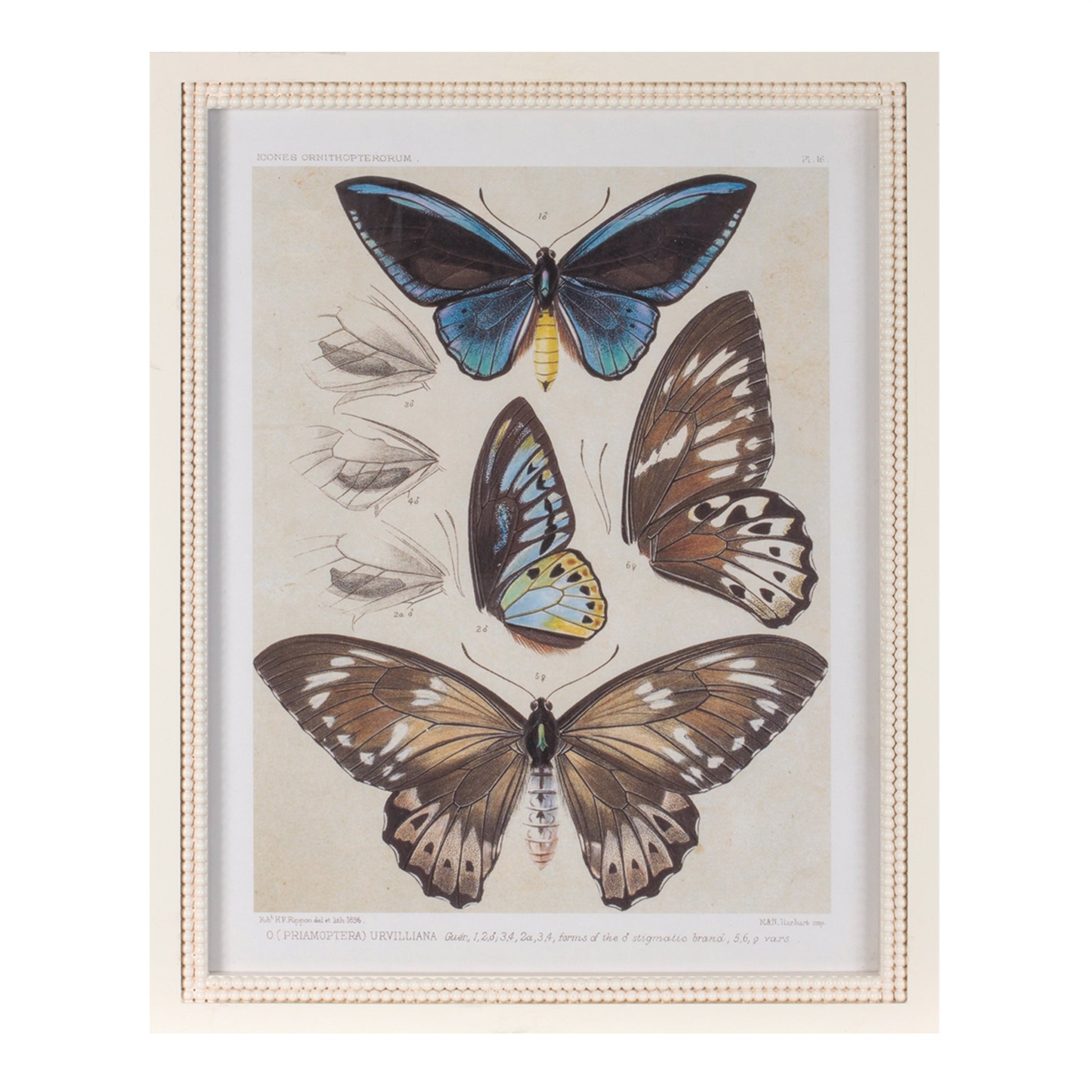 Framed Encyclopedia Butterfly Print (Set of 2) alternate view 2