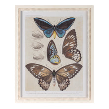 Framed Encyclopedia Butterfly Print (Set of 2) alternate view 2