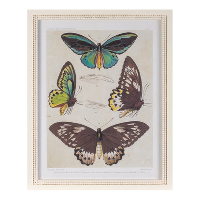 Framed Encyclopedia Butterfly Print (Set of 2) alternate view 3