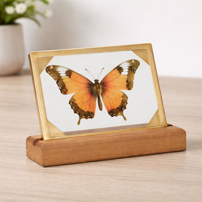 Framed Butterfly Tabletop Décor 9"L alternate view 3