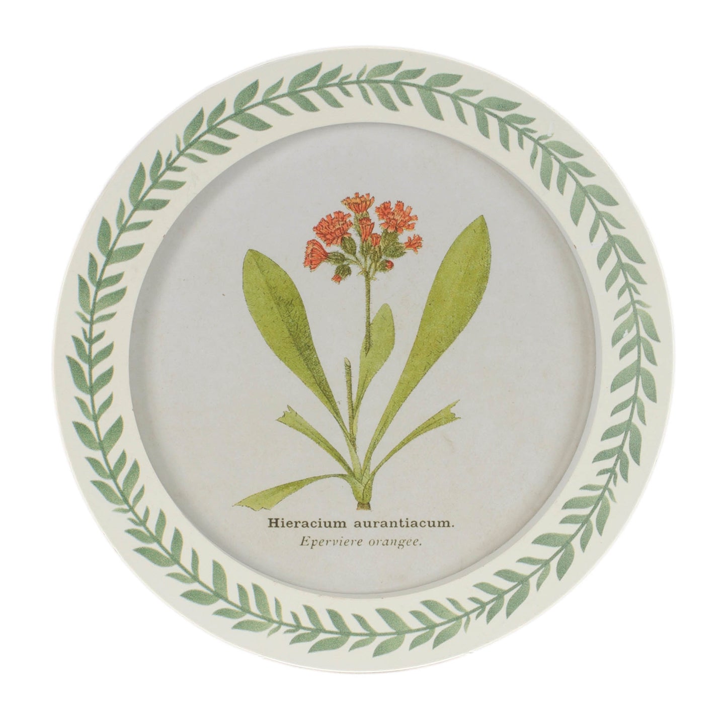 Round Framed Encyclopedia Floral Print (Set of 6) alternate view 2