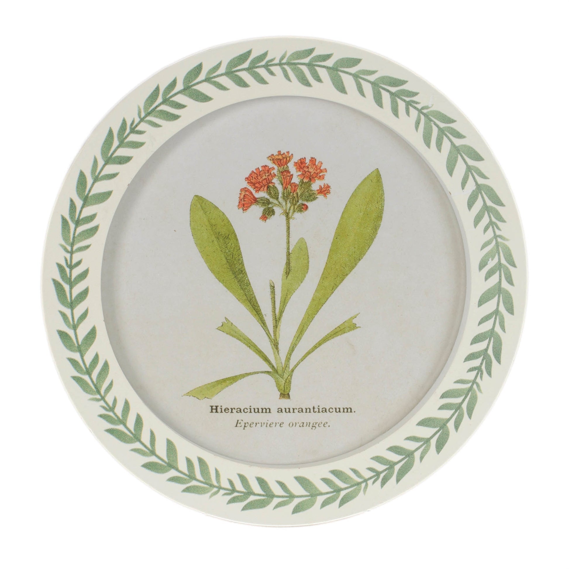 Round Framed Encyclopedia Floral Print (Set of 6) alternate view 2