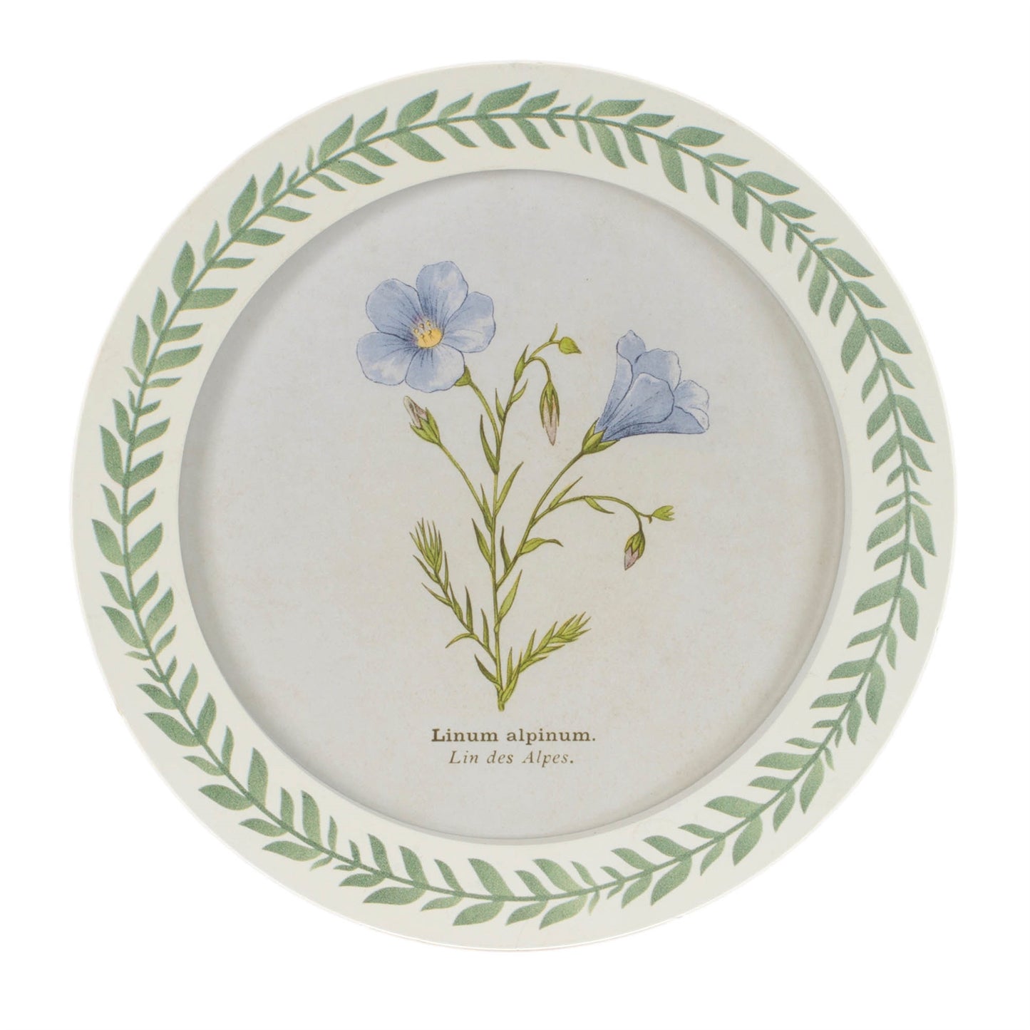 Round Framed Encyclopedia Floral Print (Set of 6) alternate view 3