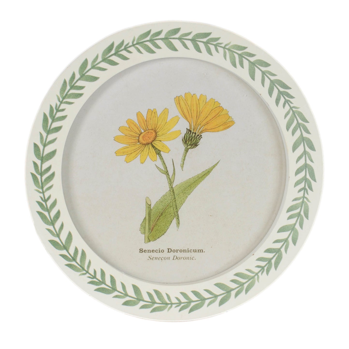 Round Framed Encyclopedia Floral Print (Set of 6) alternate view 4