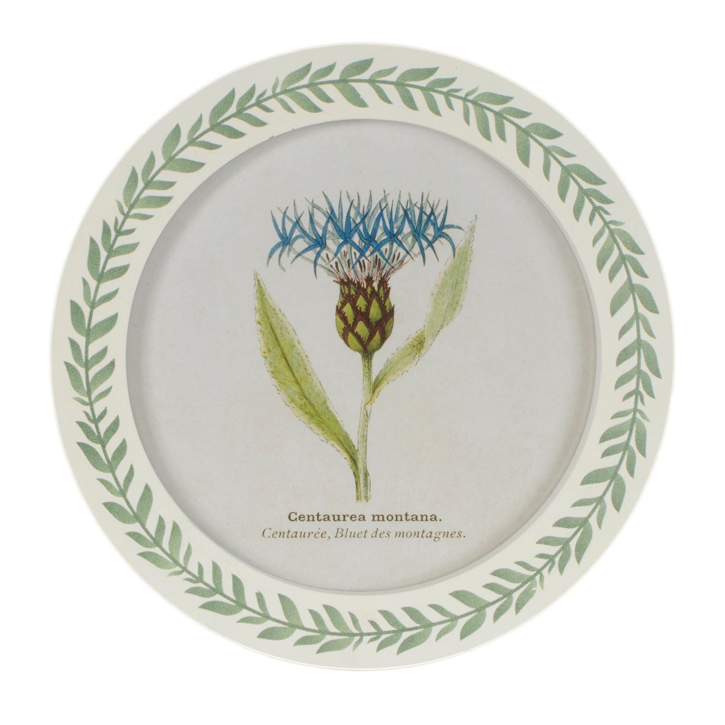 Round Framed Encyclopedia Floral Print (Set of 6) alternate view 6