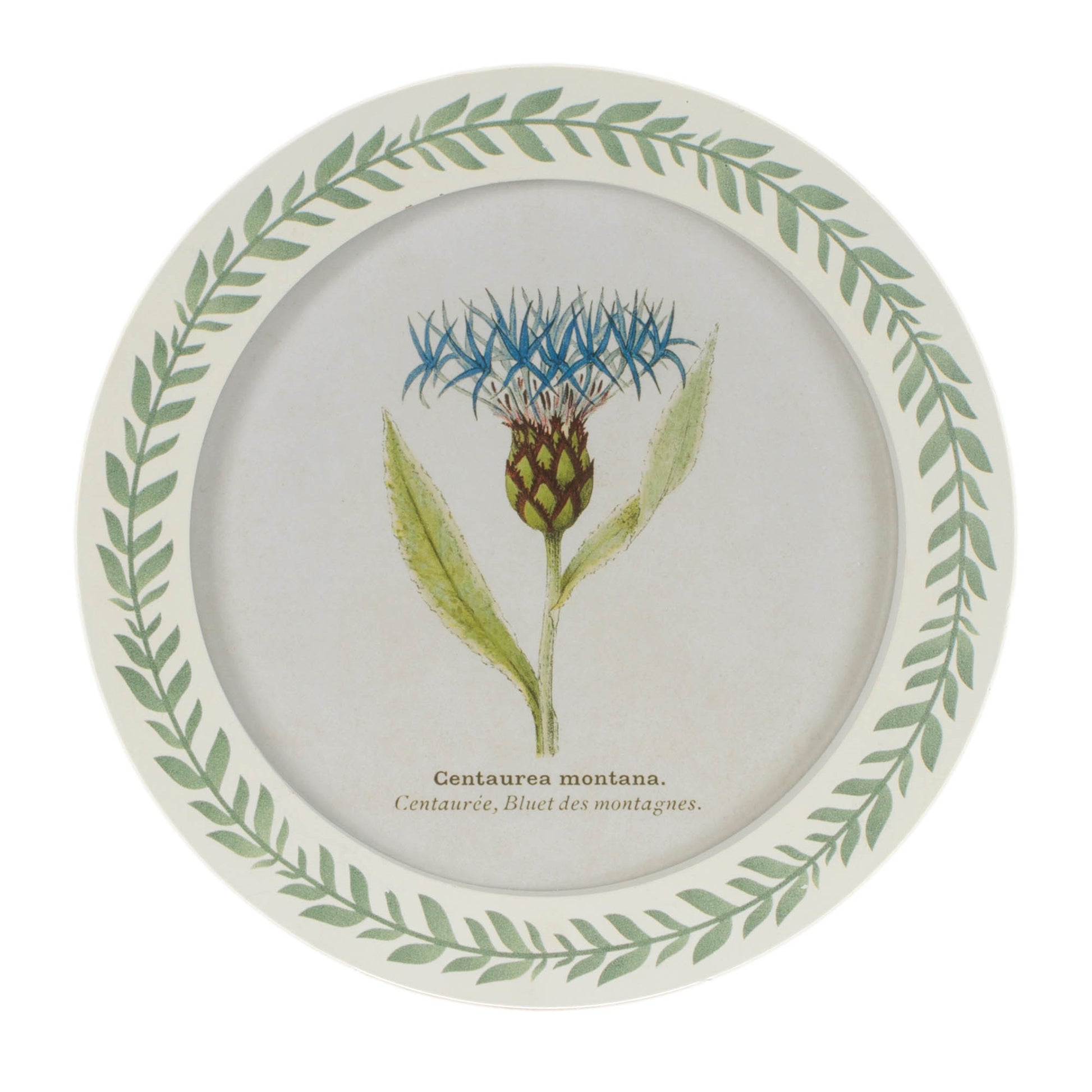 Round Framed Encyclopedia Floral Print (Set of 6) alternate view 6