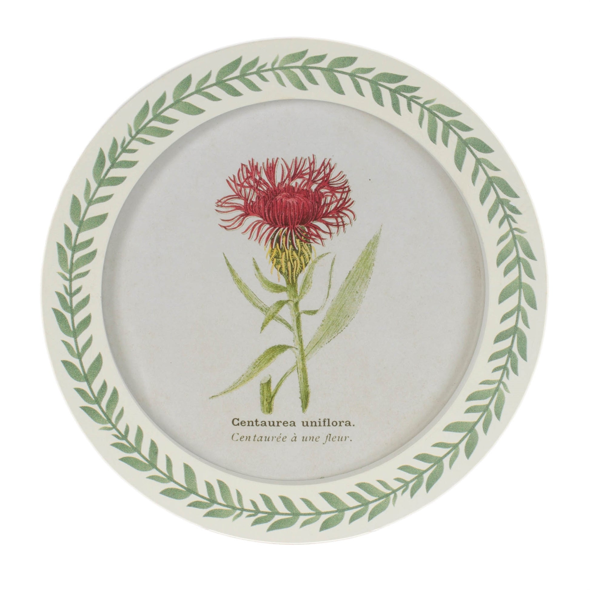 Round Framed Encyclopedia Floral Print (Set of 6) alternate view 7