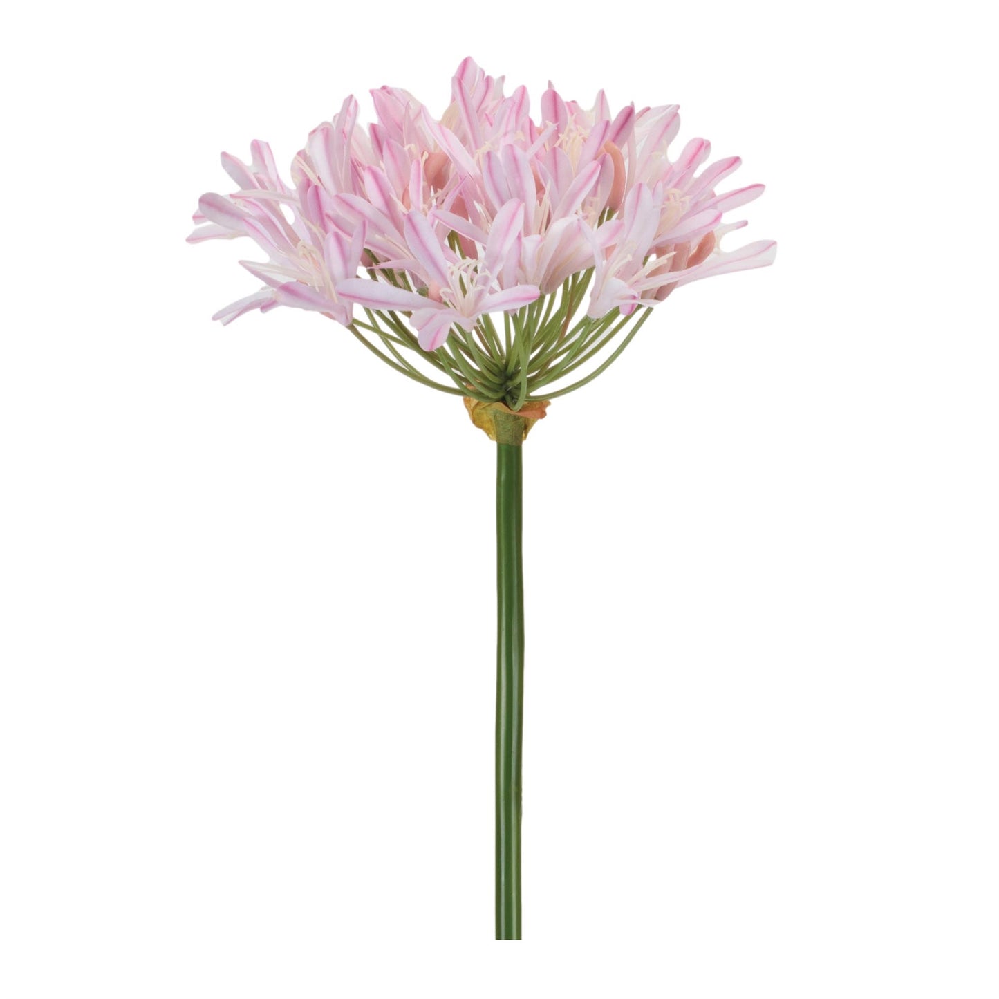 Agapanthus Flower Stem (Set of 2)