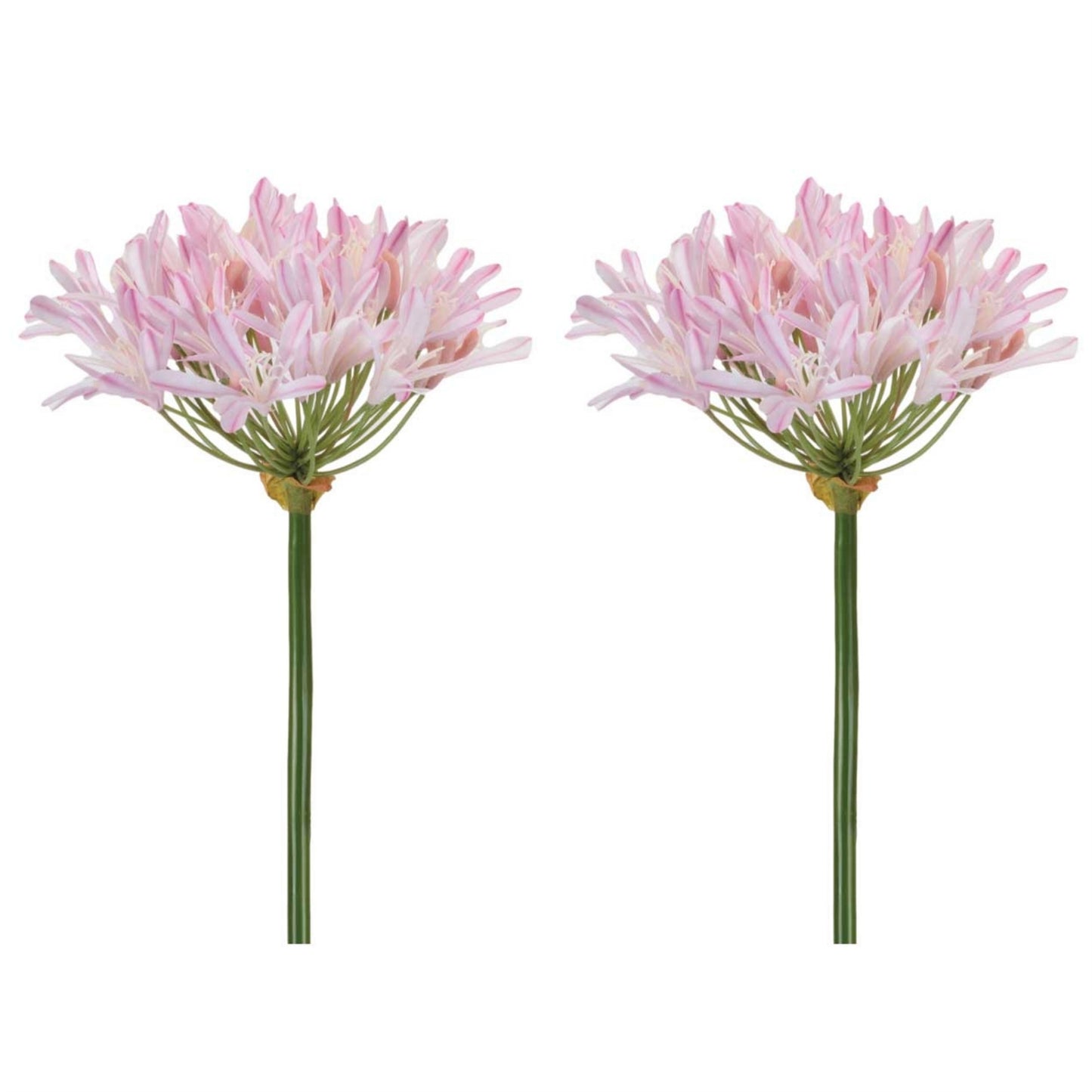 Agapanthus Flower Stem (Set of 2) alternate view 4