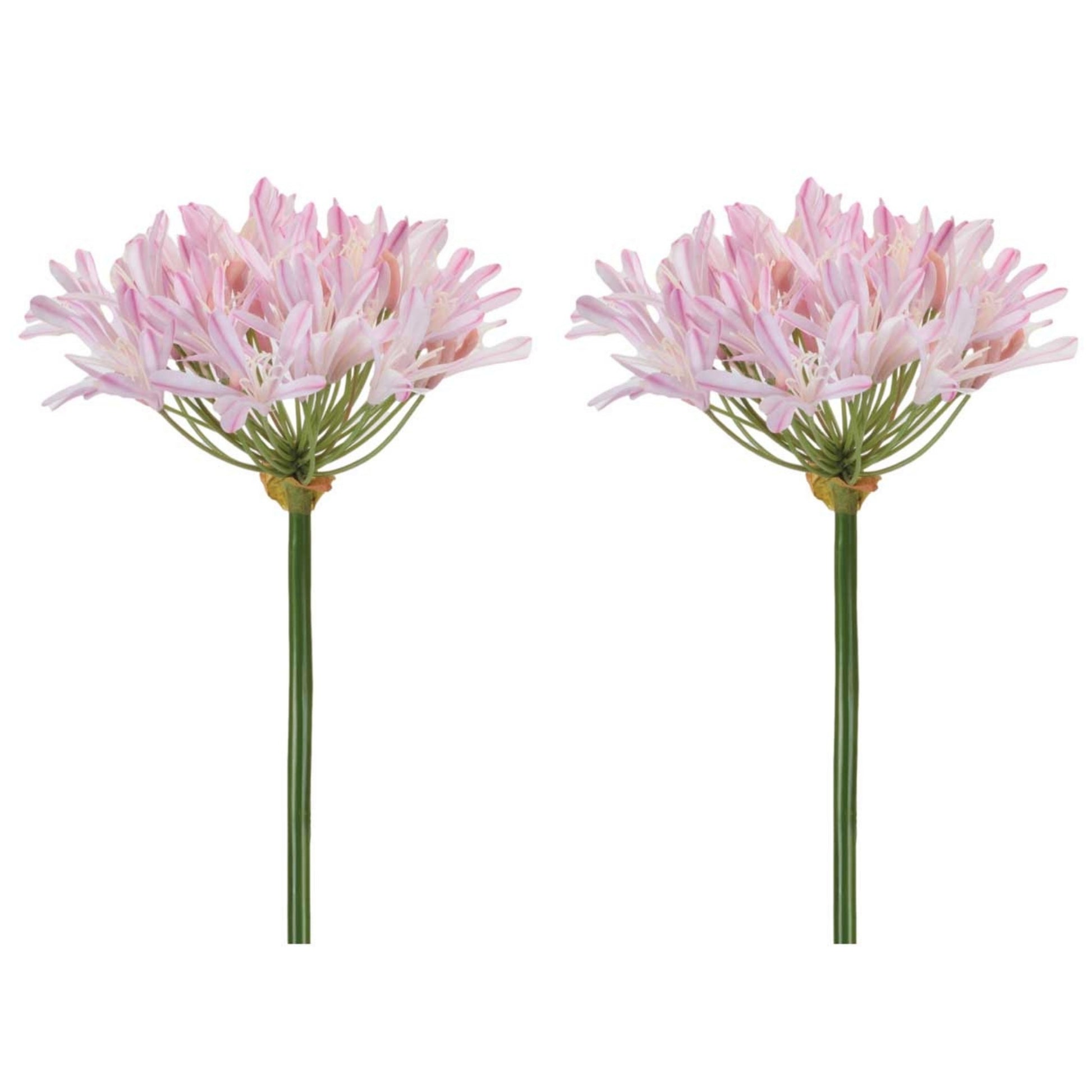 Agapanthus Flower Stem (Set of 2) alternate view 4