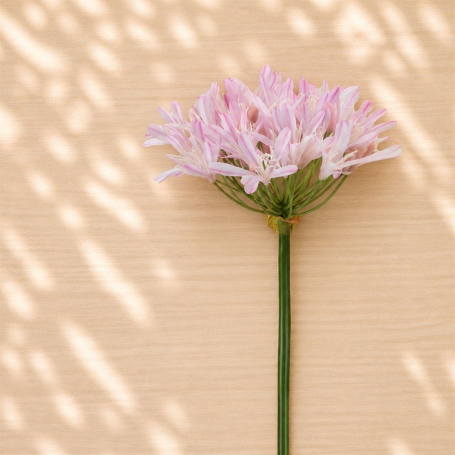 Agapanthus Flower Stem (Set of 2) alternate view 2