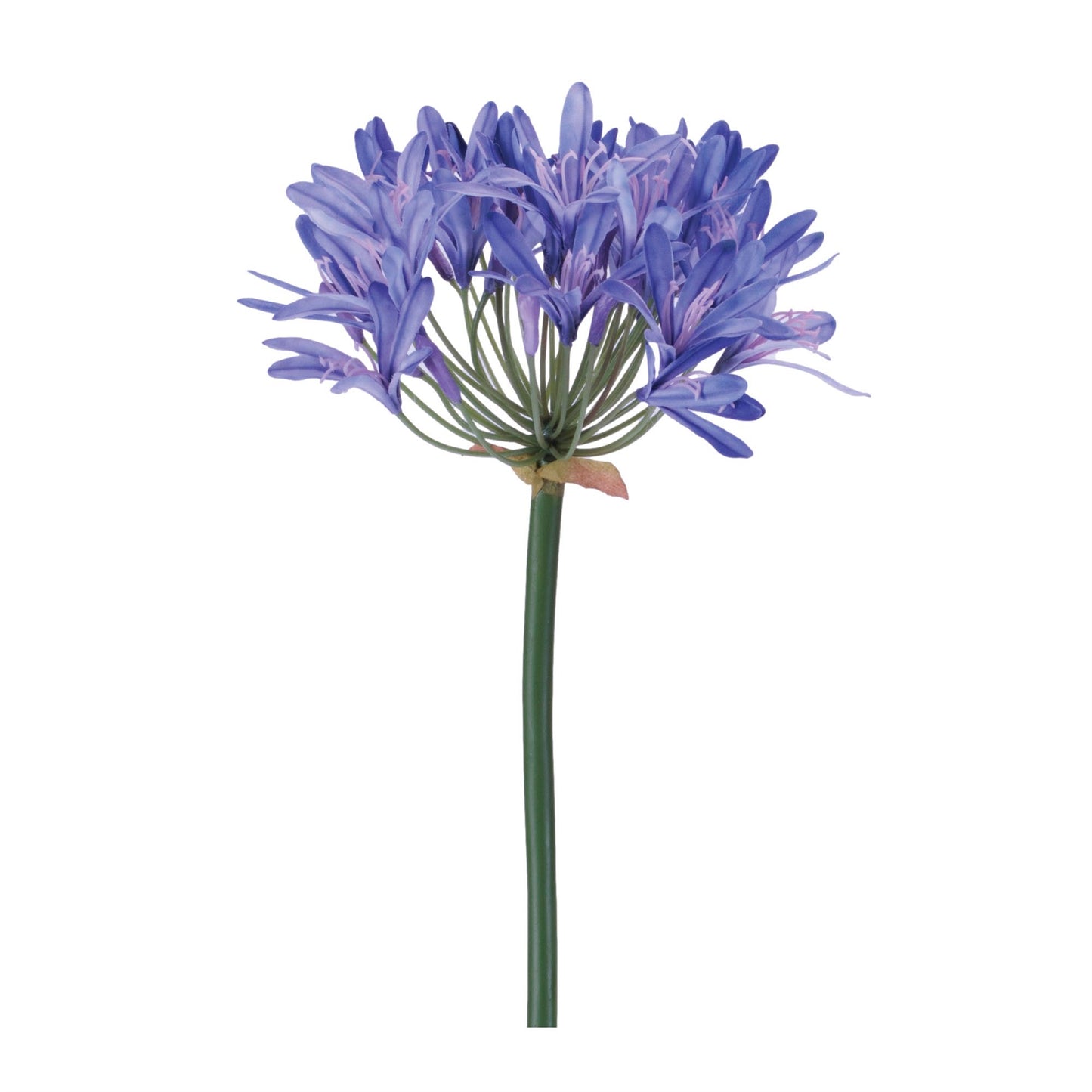 Agapanthus Flower Stem (Set of 2)