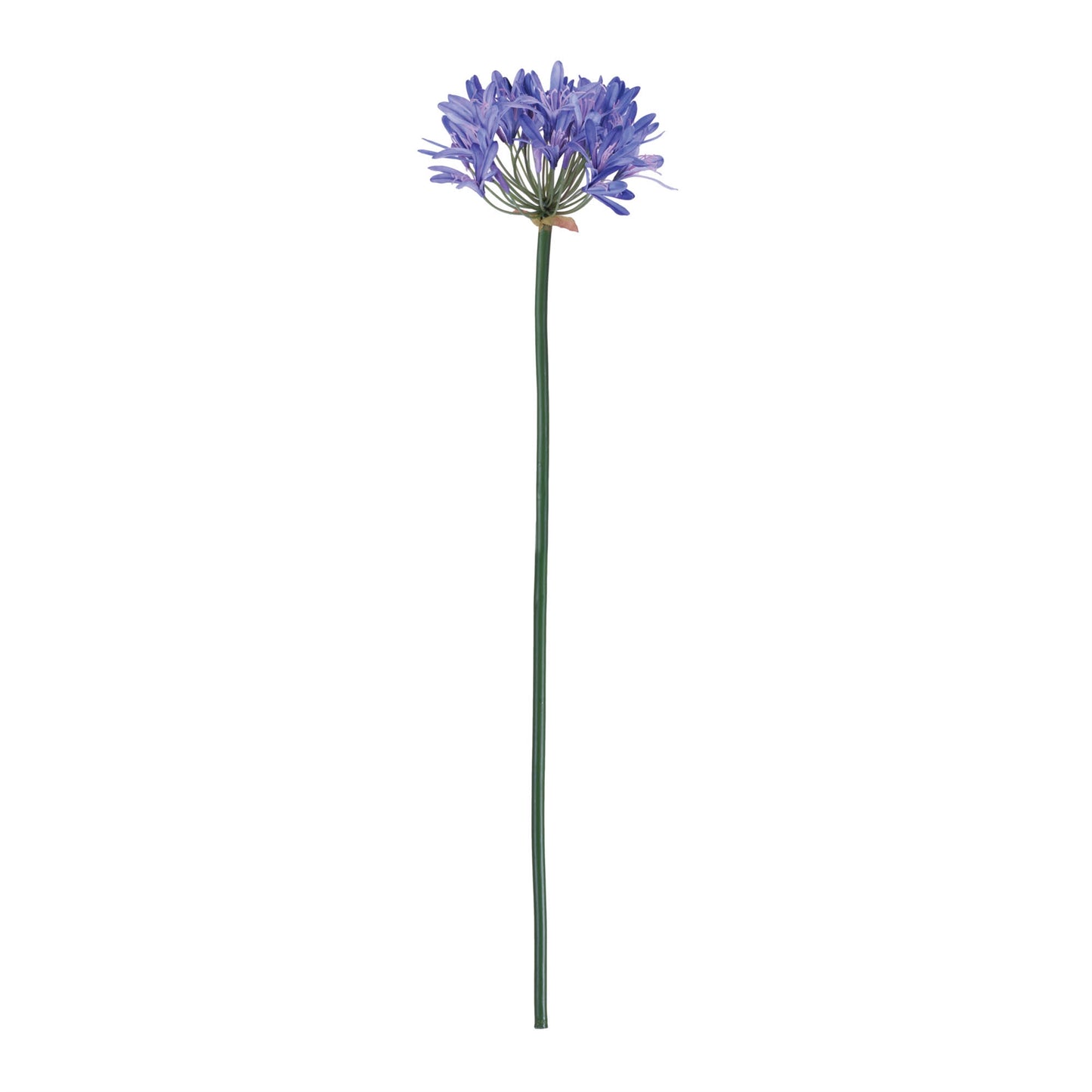 Agapanthus Flower Stem (Set of 2) alternate view 3