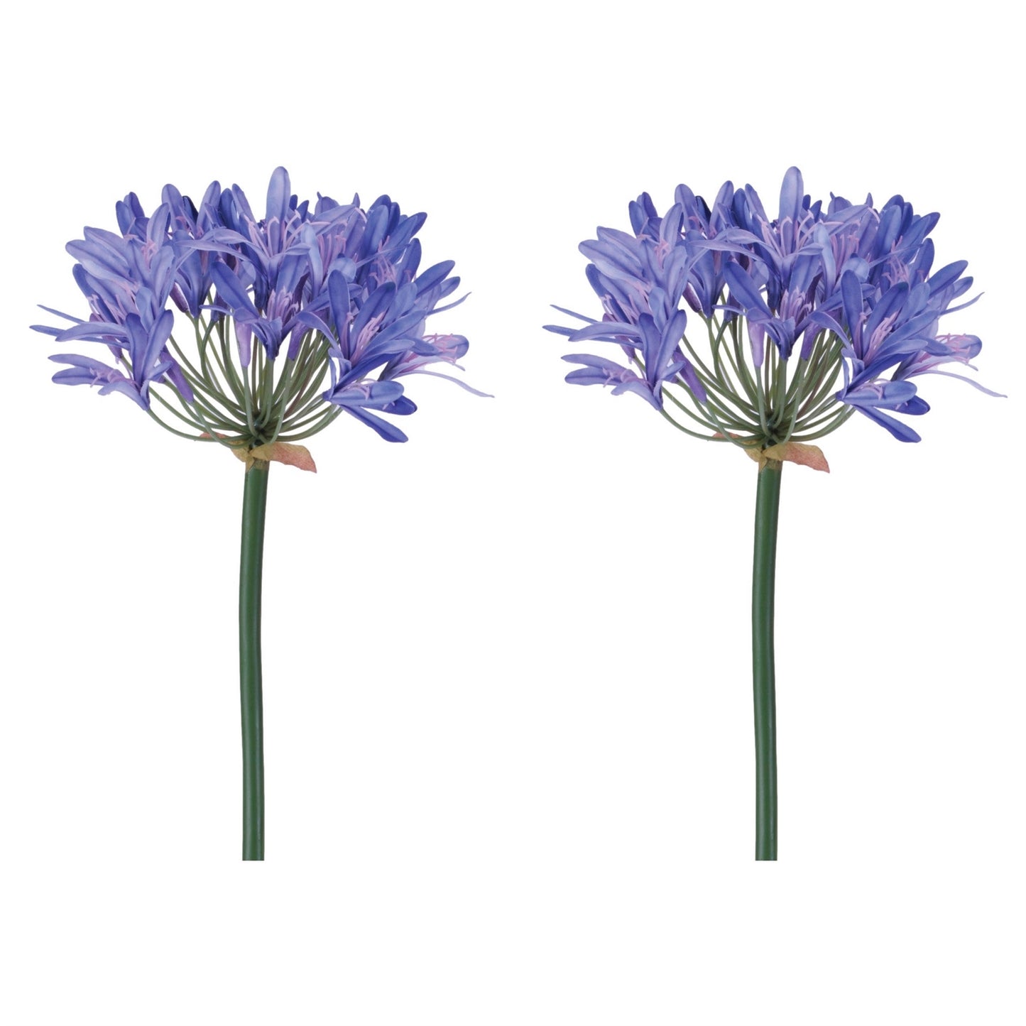 Agapanthus Flower Stem (Set of 2) alternate view 4