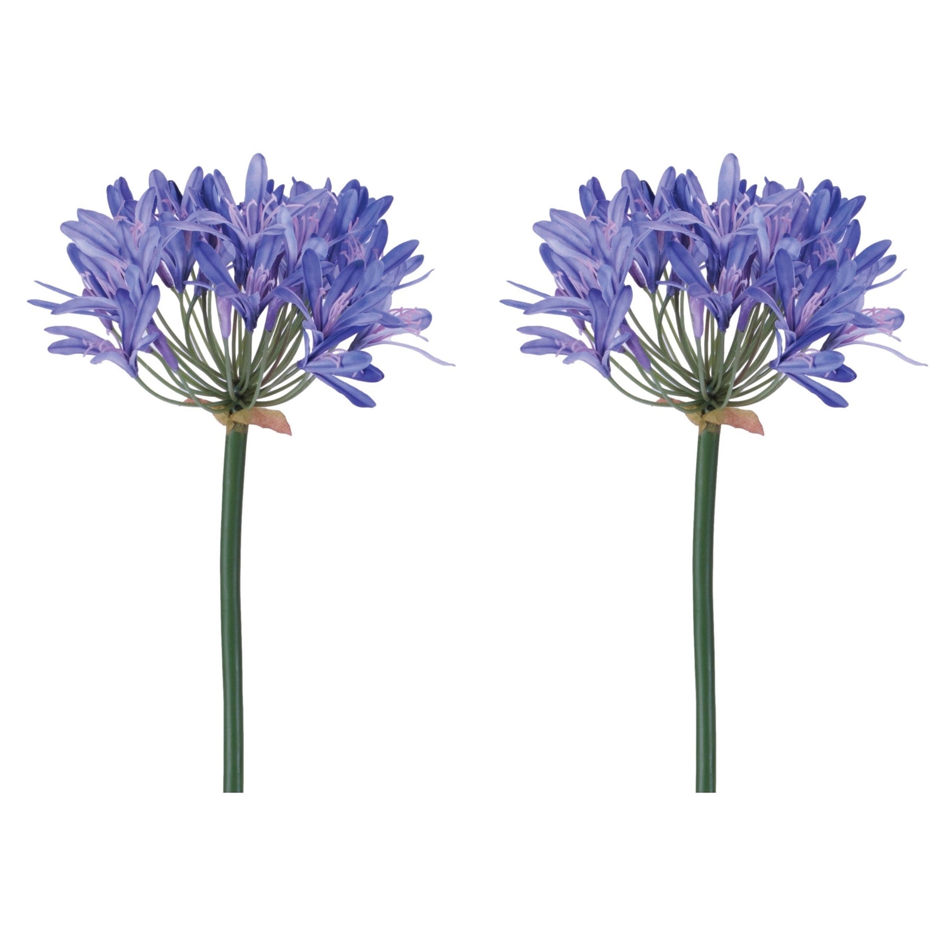 Agapanthus Flower Stem (Set of 2) alternate view 4