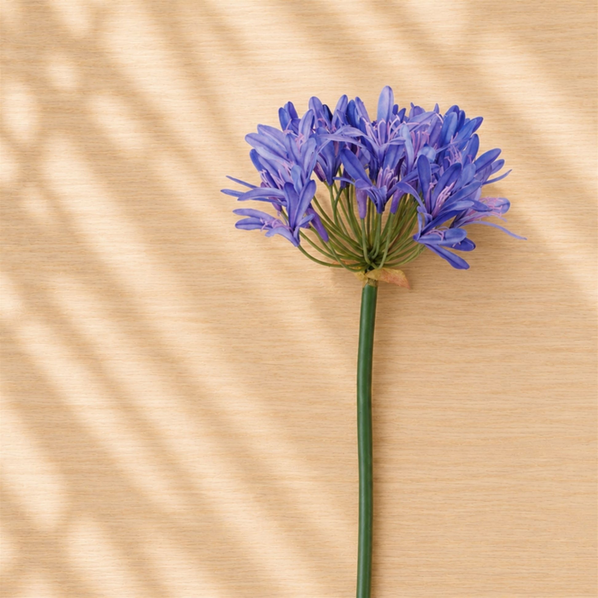 Agapanthus Flower Stem (Set of 2) alternate view 2