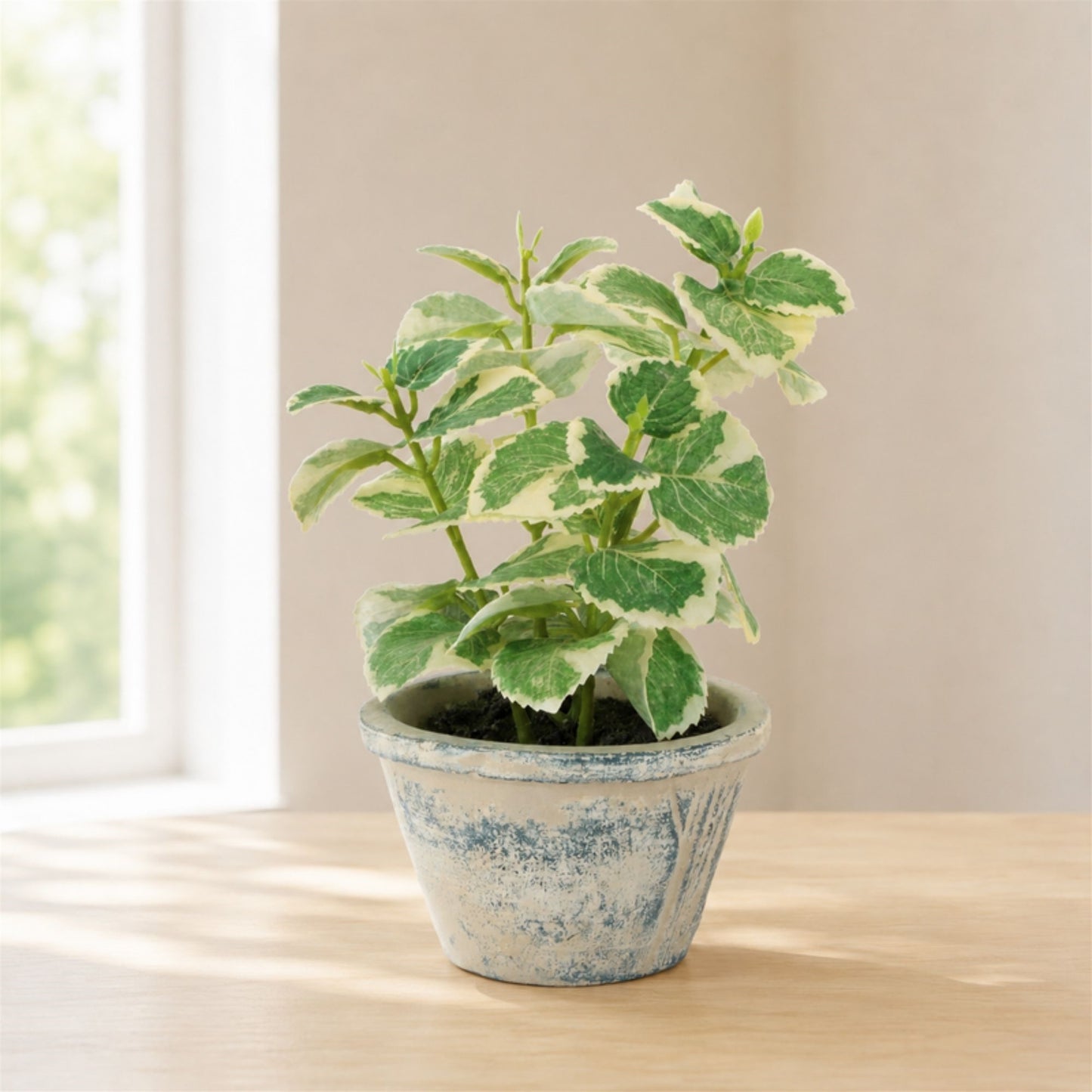 Potted Variegated Swedish Ivy 7"H alternate view 2