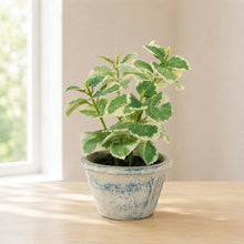 Potted Variegated Swedish Ivy 7"H alternate view 2