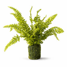 Fern Plant with Mossy Base 21"H