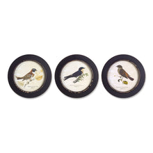 Wood Framed Encyclopedia Bird Print (Set of 3)