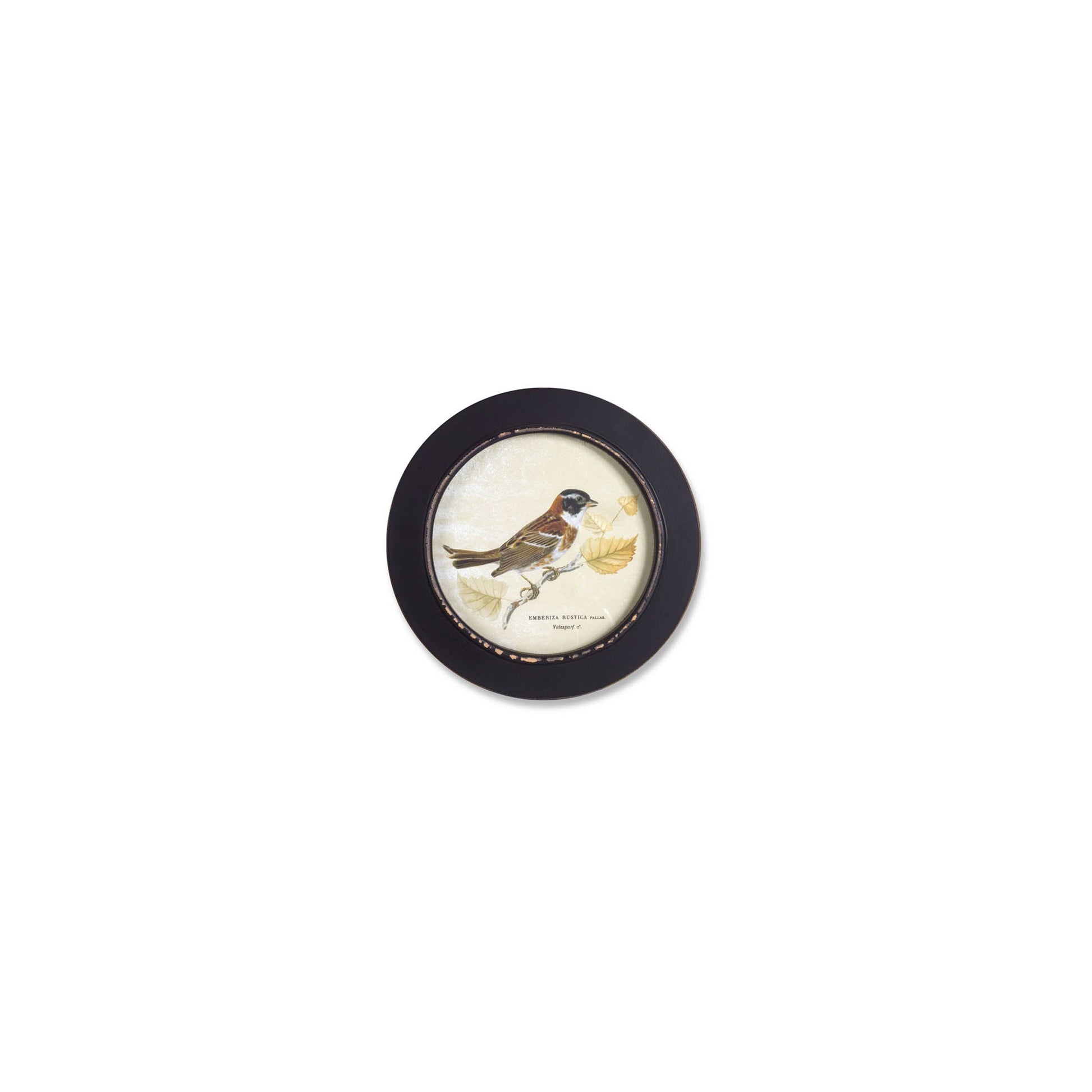 Wood Framed Encyclopedia Bird Print (Set of 3) alternate view 3