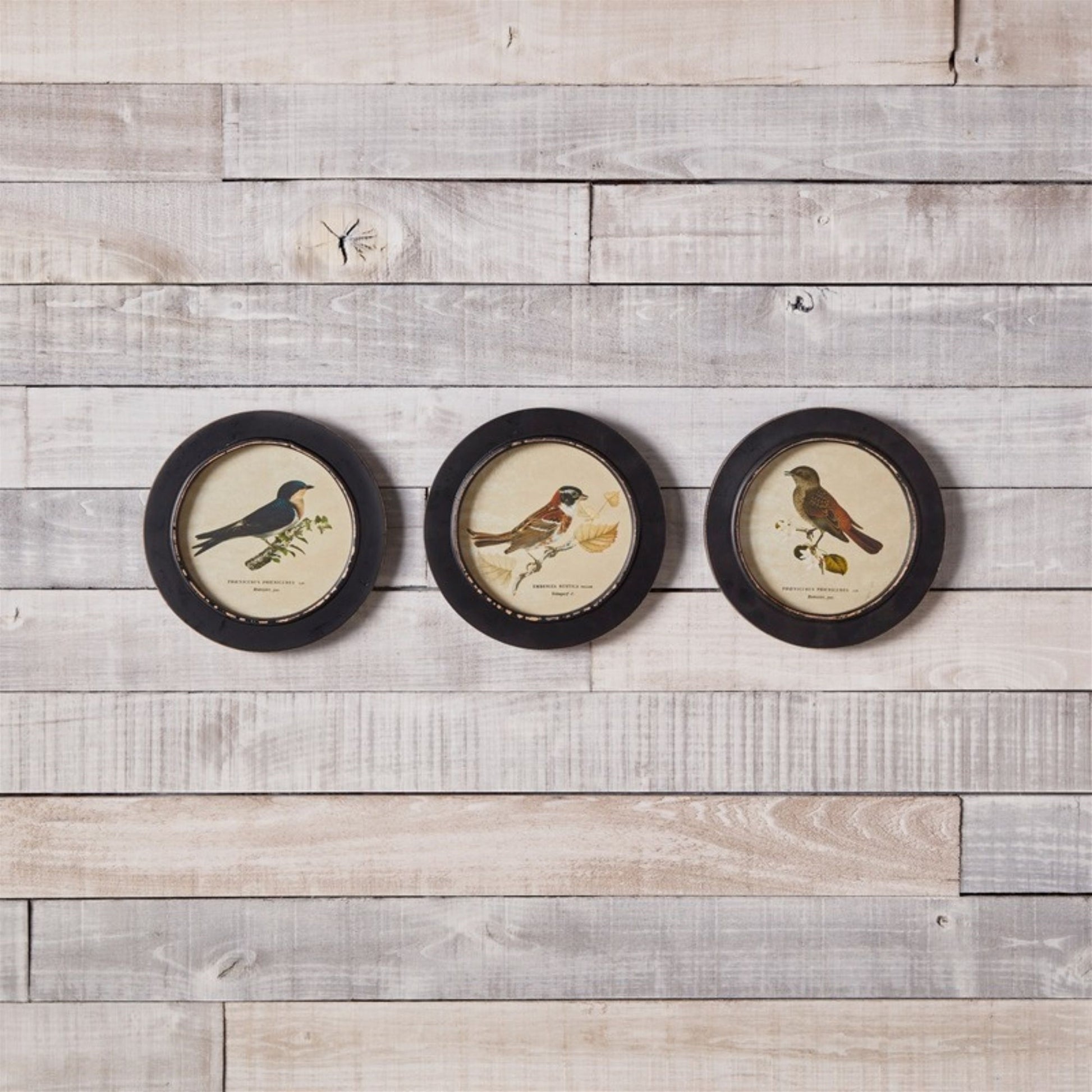 Wood Framed Encyclopedia Bird Print (Set of 3) alternate view 2