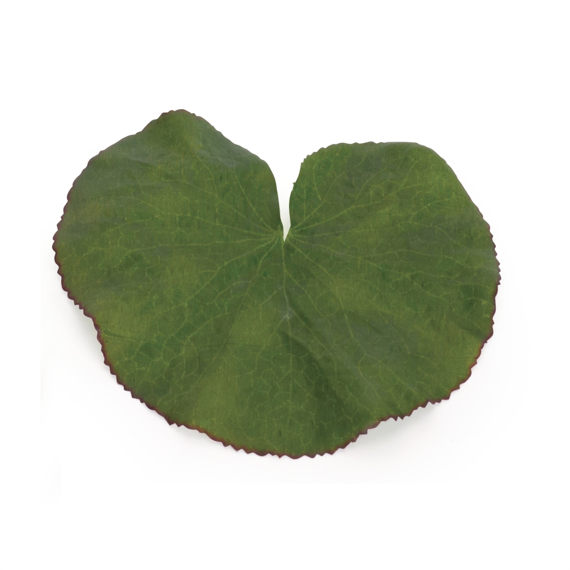Assorted Bag of Leaves Filler (Set of 12) alternate view 2