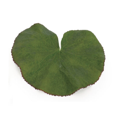 Assorted Bag of Leaves Filler (Set of 12) alternate view 2