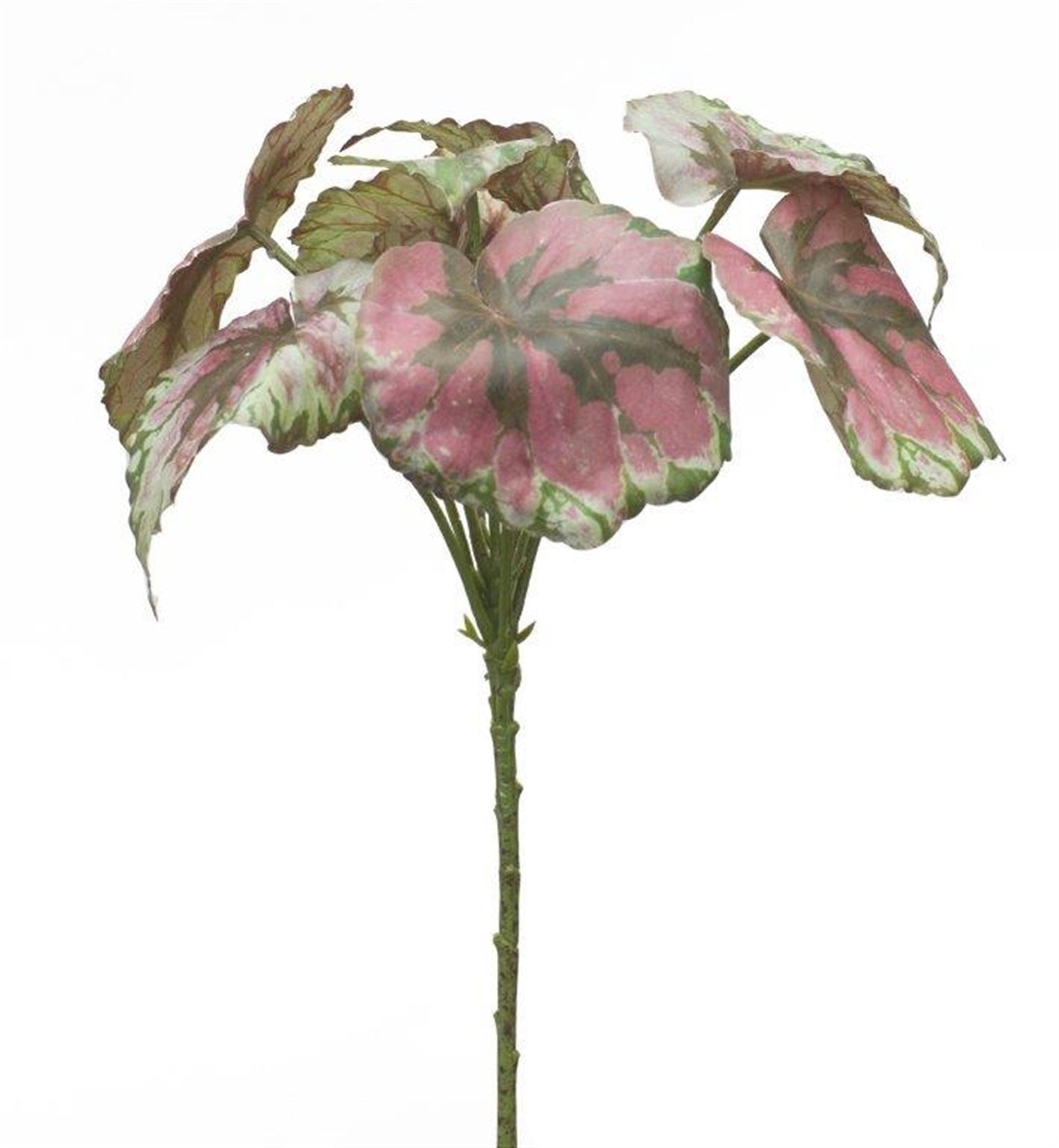 Varigated Begonia Leaf Bush (Set of 2) alternate view 2