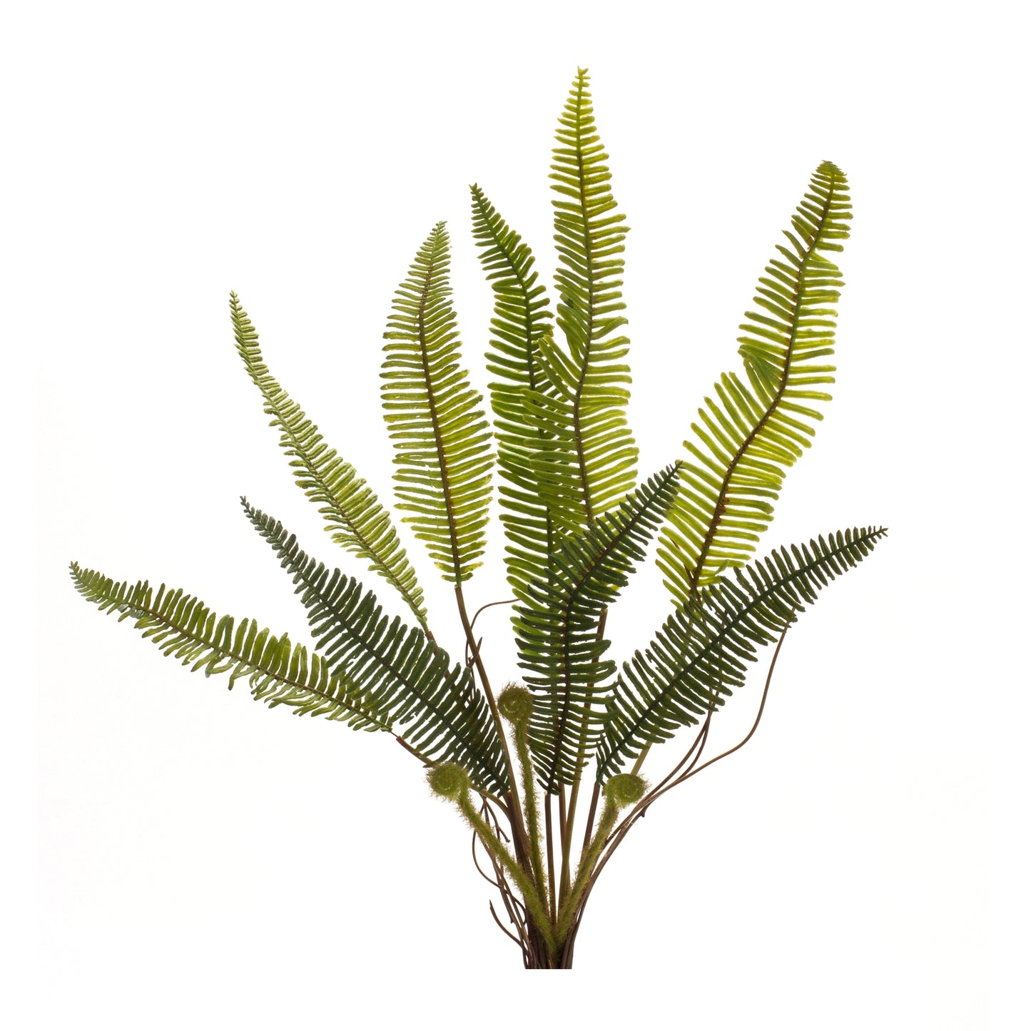 Varigated Fern Foliage Bush (Set of 6) alternate view 2
