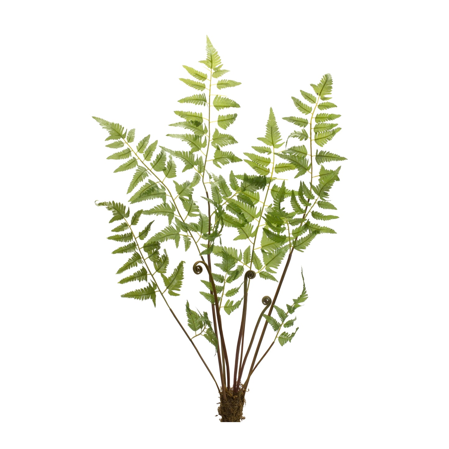 Varigated Fern Bundle with Sprout Accents (Set of 6) alternate view 2