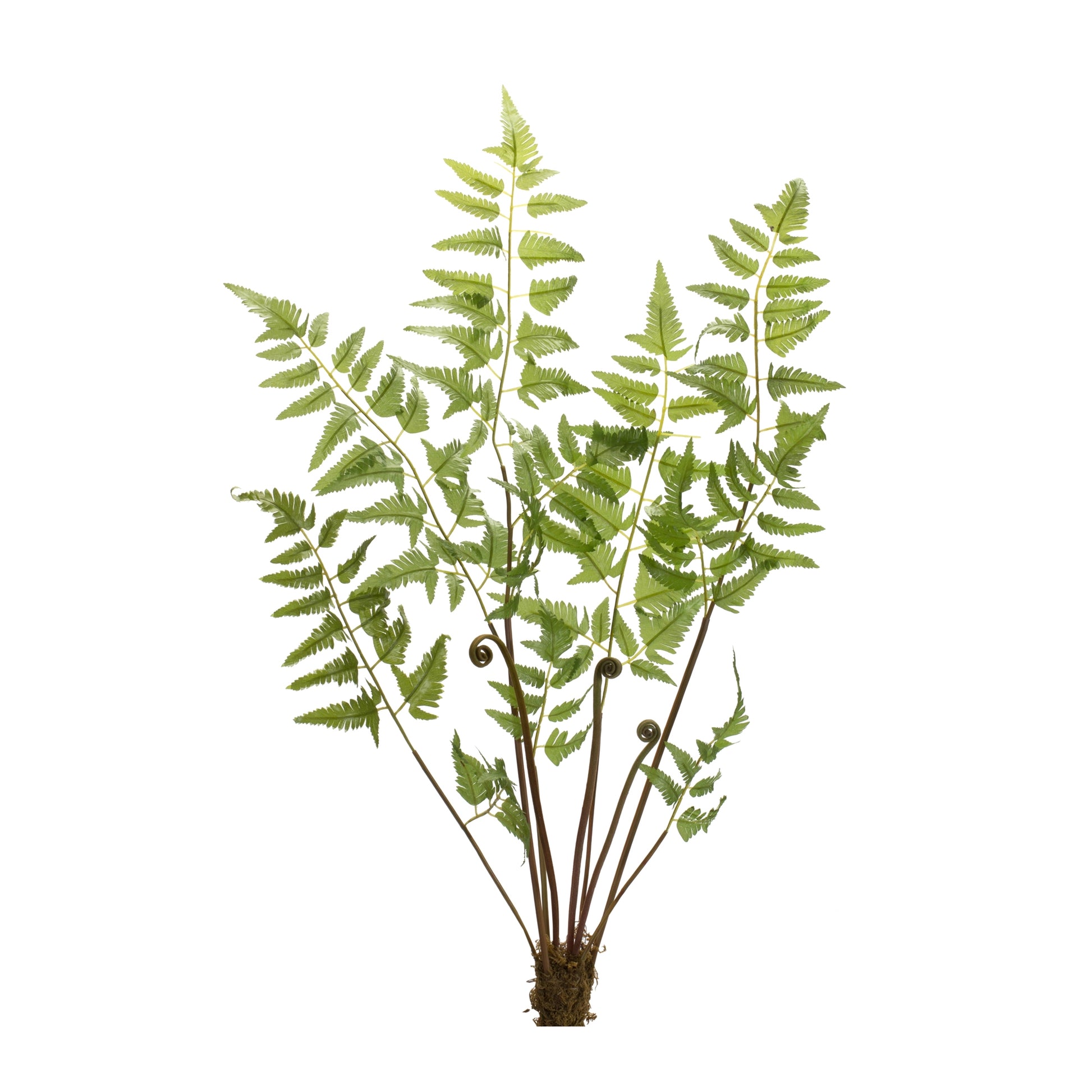 Varigated Fern Bundle with Sprout Accents (Set of 6) alternate view 2