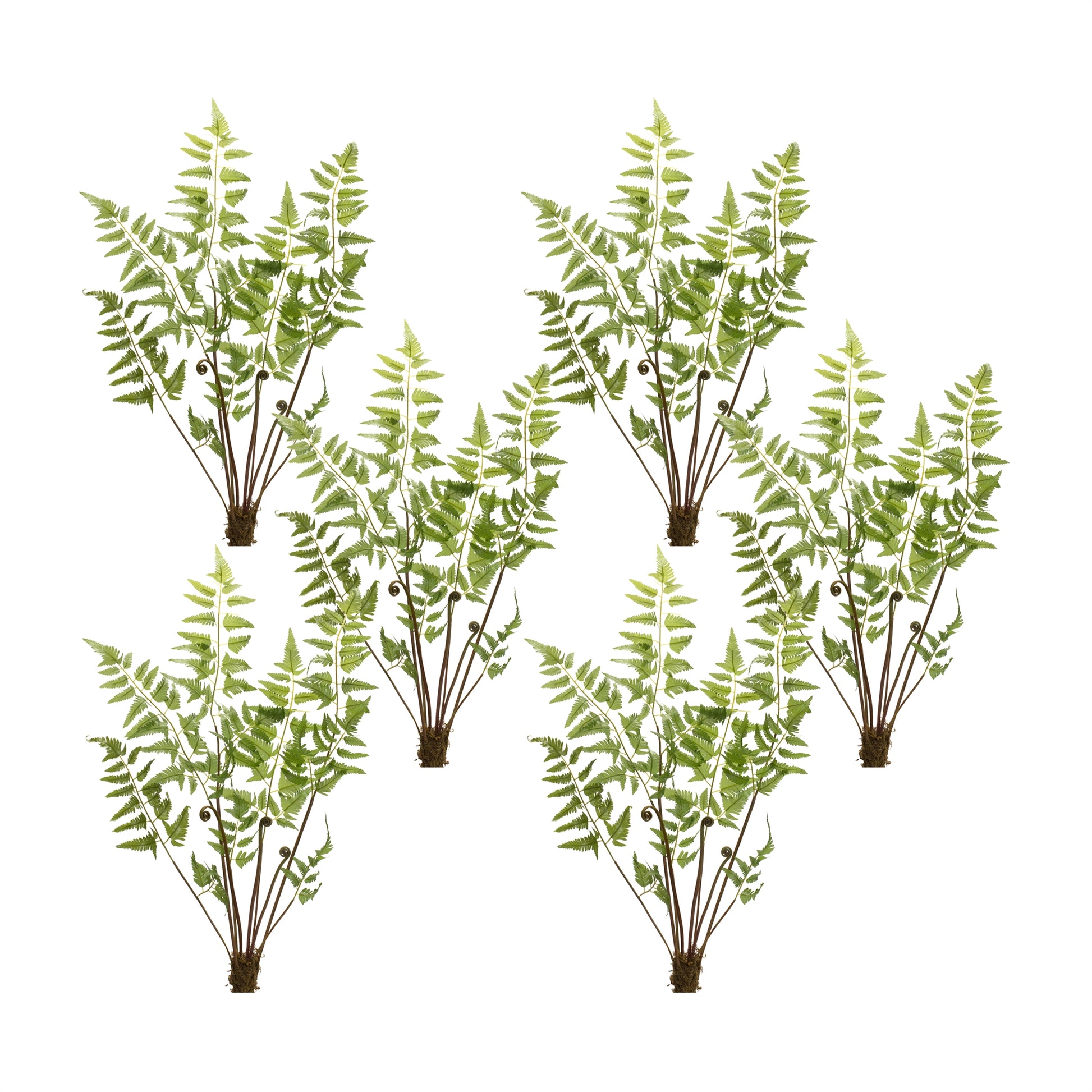 Varigated Fern Bundle with Sprout Accents (Set of 6)