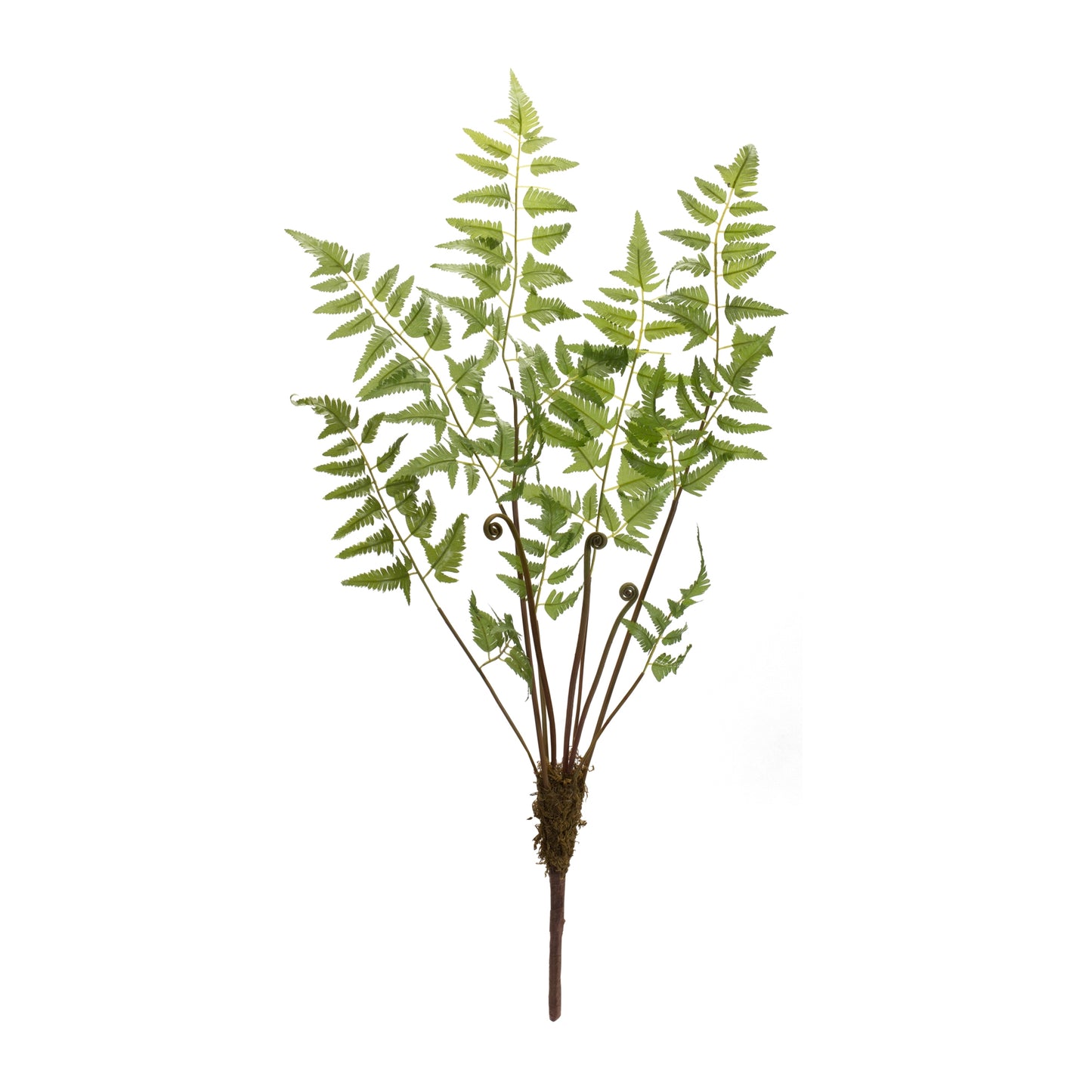 Varigated Fern Bundle with Sprout Accents (Set of 6) alternate view 3