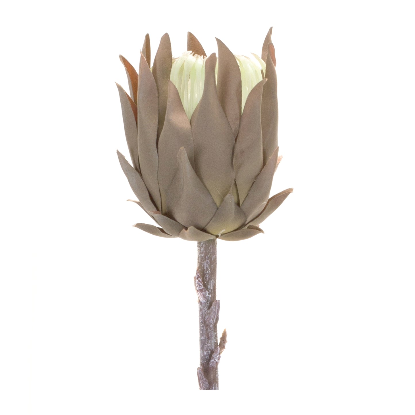 Beige Protea Stem (Set of 6) alternate view 2