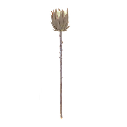 Beige Protea Stem (Set of 6) alternate view 3