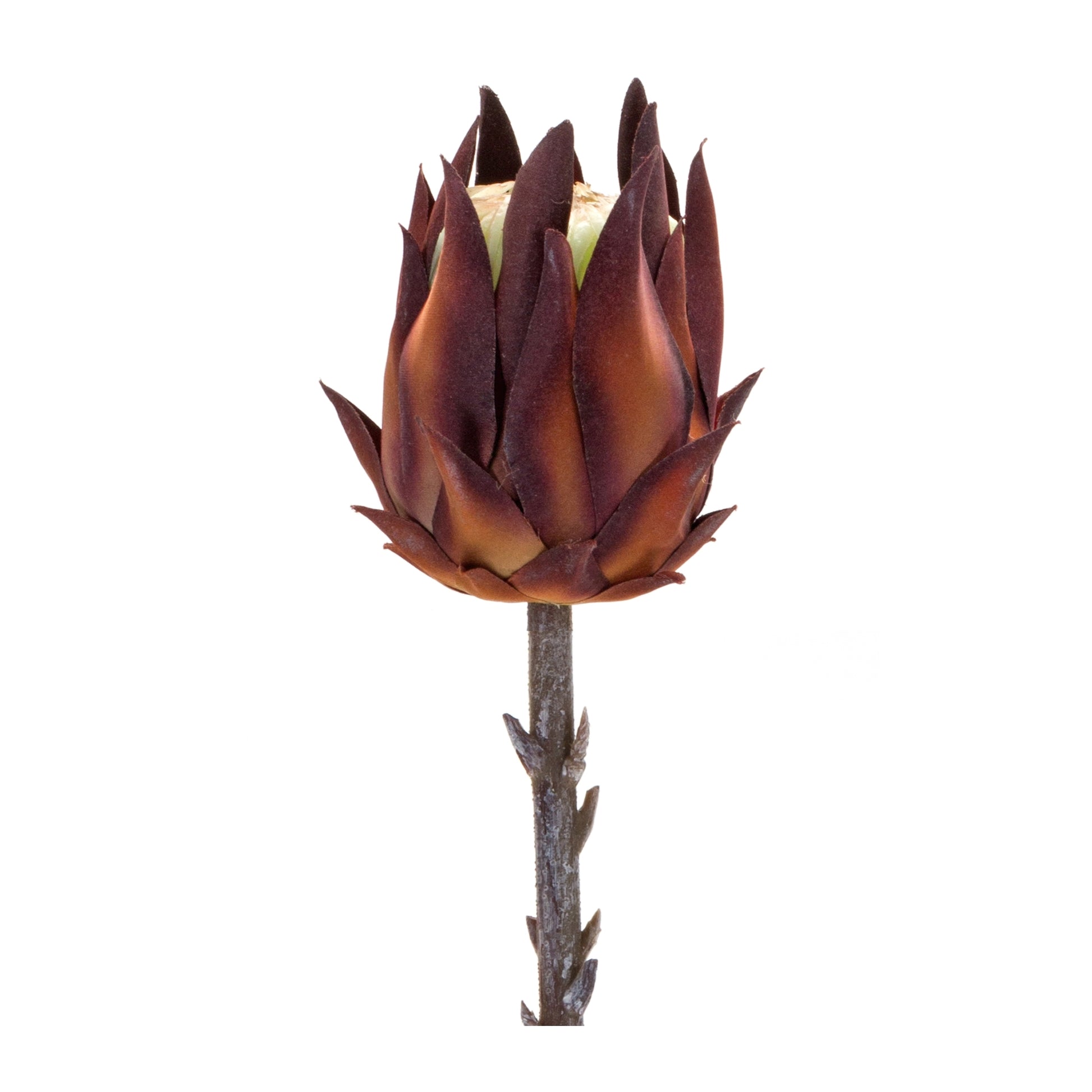 Burgandy Protea Stem (Set of 6) alternate view 2