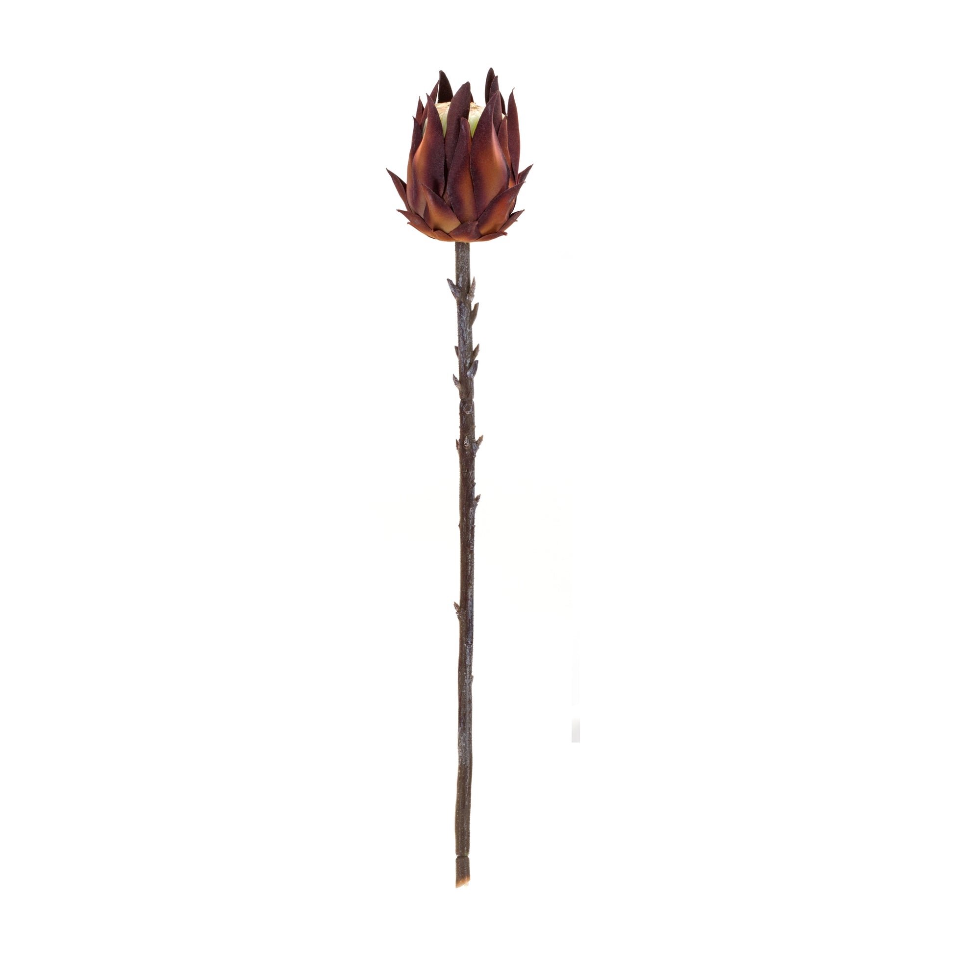 Burgandy Protea Stem (Set of 6) alternate view 3