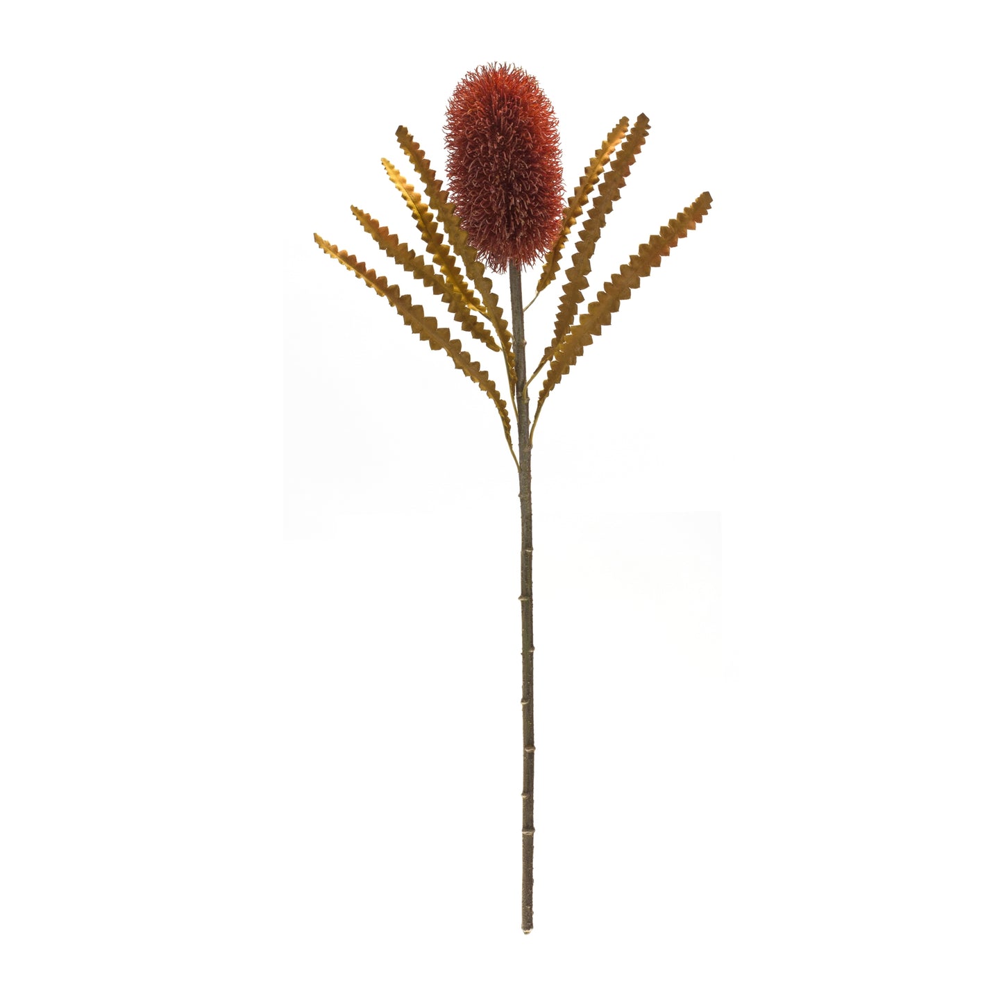 Burnt Orange Banksia Floral Stem (Set of 6) alternate view 3