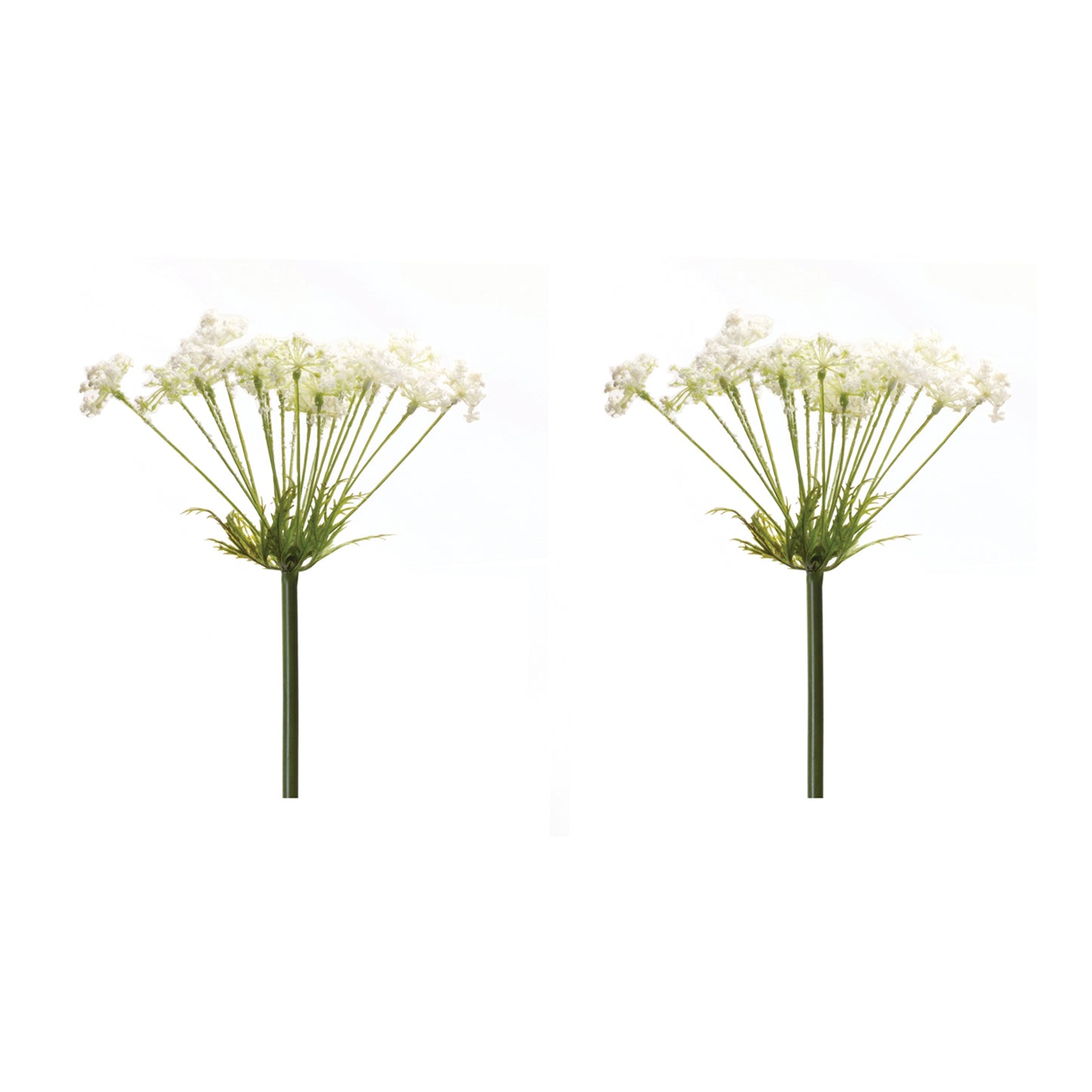 Queen Anne's Lace Stem (Set of 2) alternate view 2