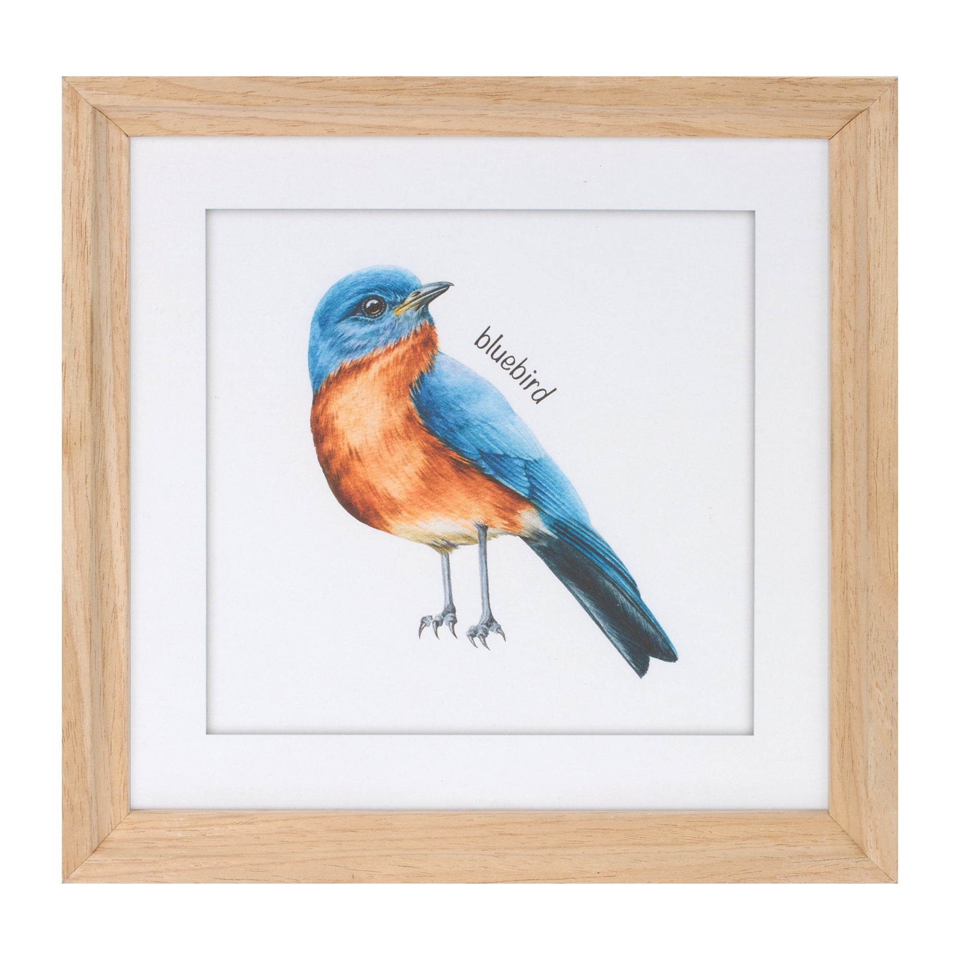 Framed Bird Print Under Glass (Set of 8) alternate view 4
