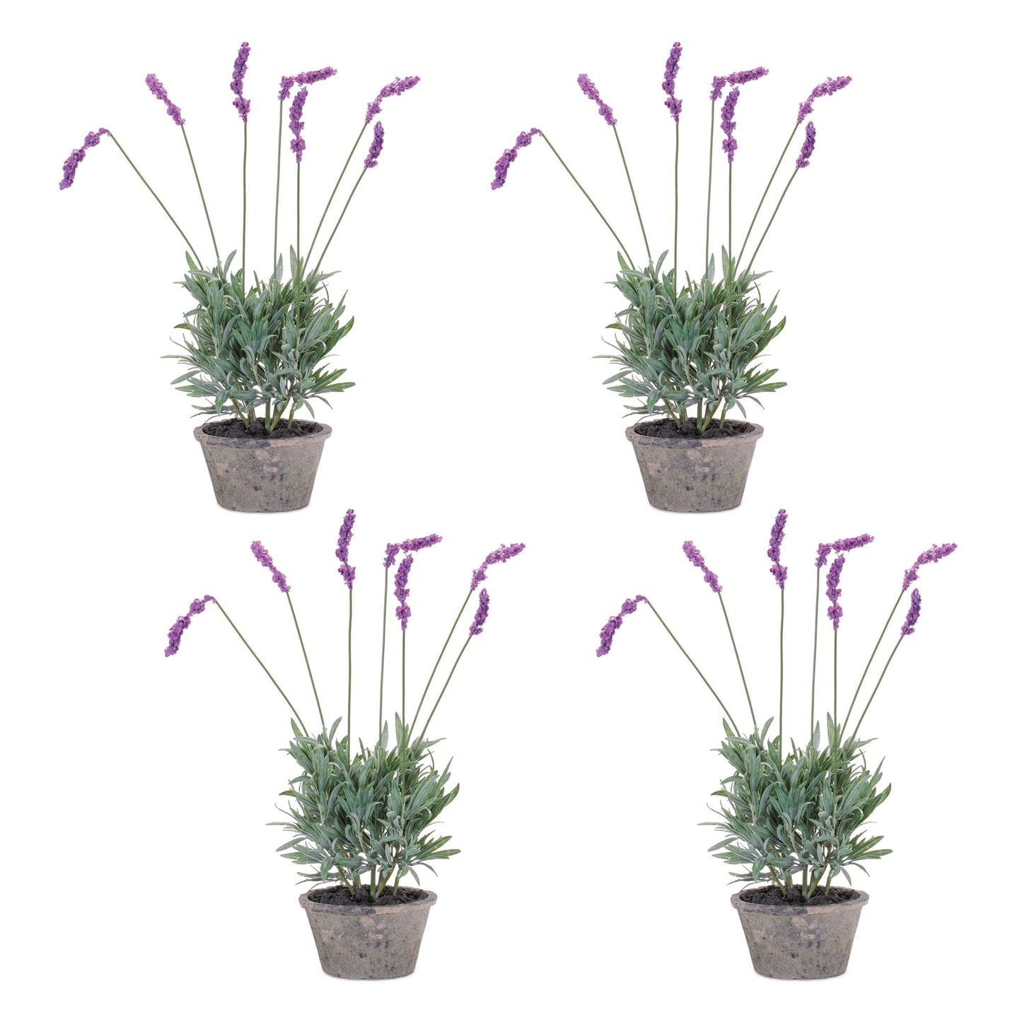 Potted Lavender Plant (Set of 4) alternate view 2