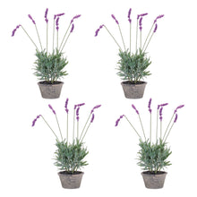 Potted Lavender Plant (Set of 4) alternate view 2