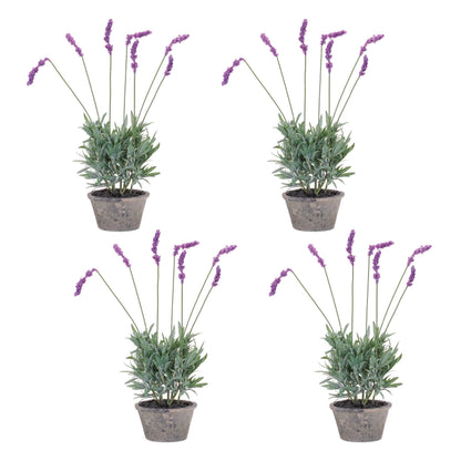 Potted Lavender Plant (Set of 4) alternate view 2